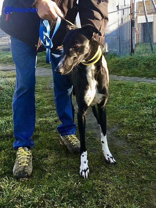 Chip 5988 adozione levrieri galgo 7