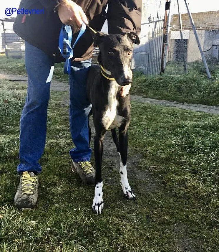 Chip 5988 adozione levrieri galgo 8