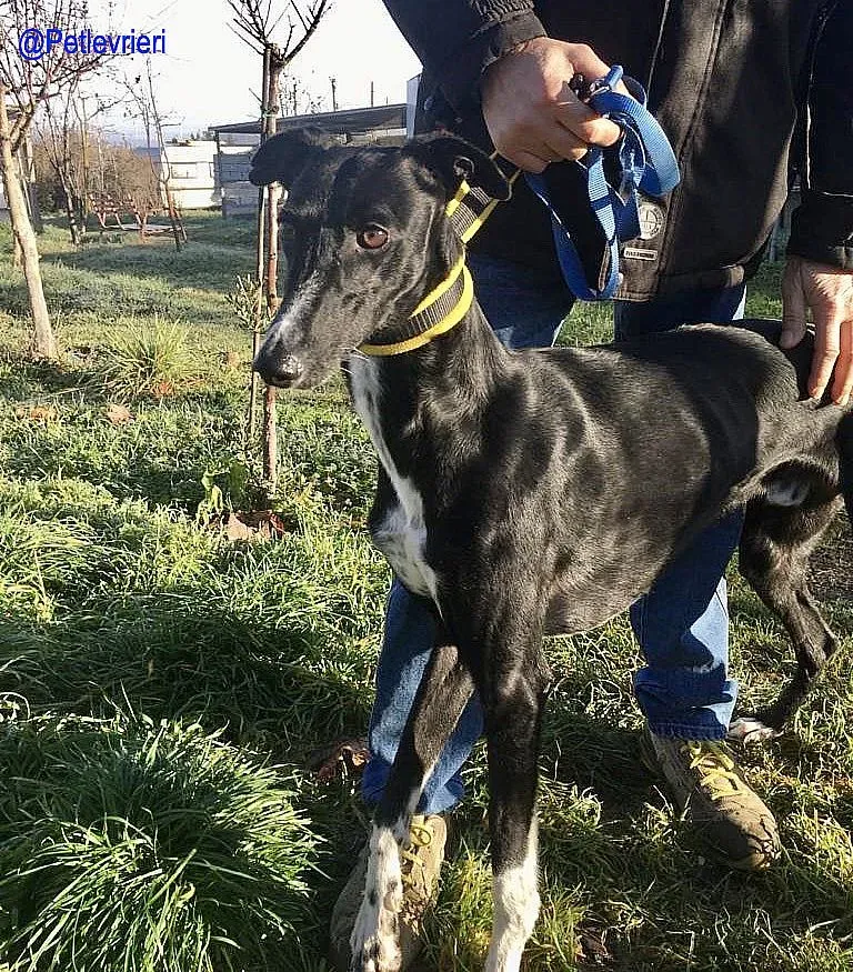 Chip 5988 adozione levrieri galgo 9