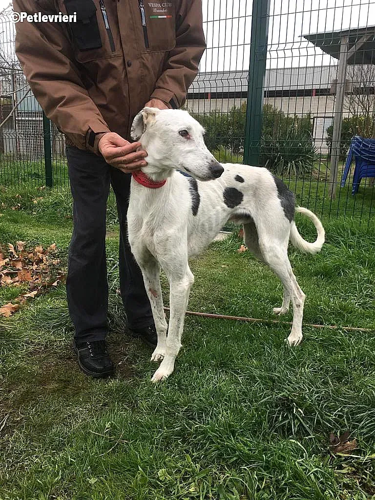 Chip 6466 adozione levrieri galgo