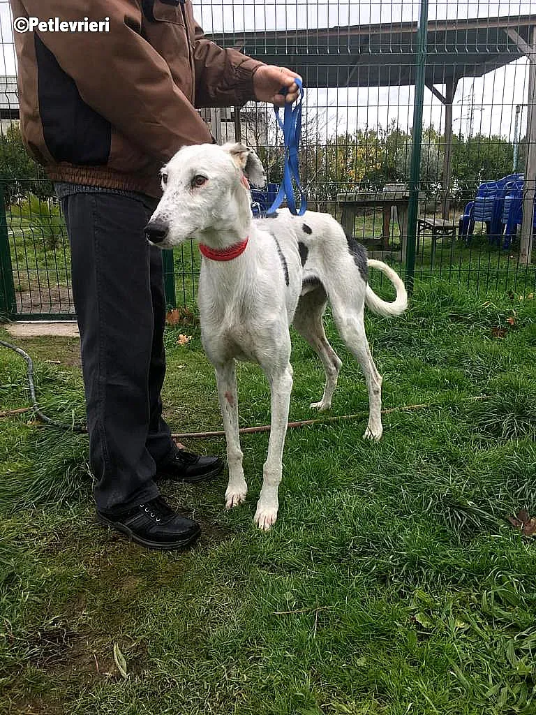 Chip 6466 adozione levrieri galgo 1