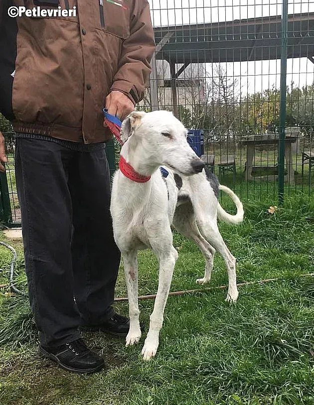 Chip 6466 adozione levrieri galgo 2