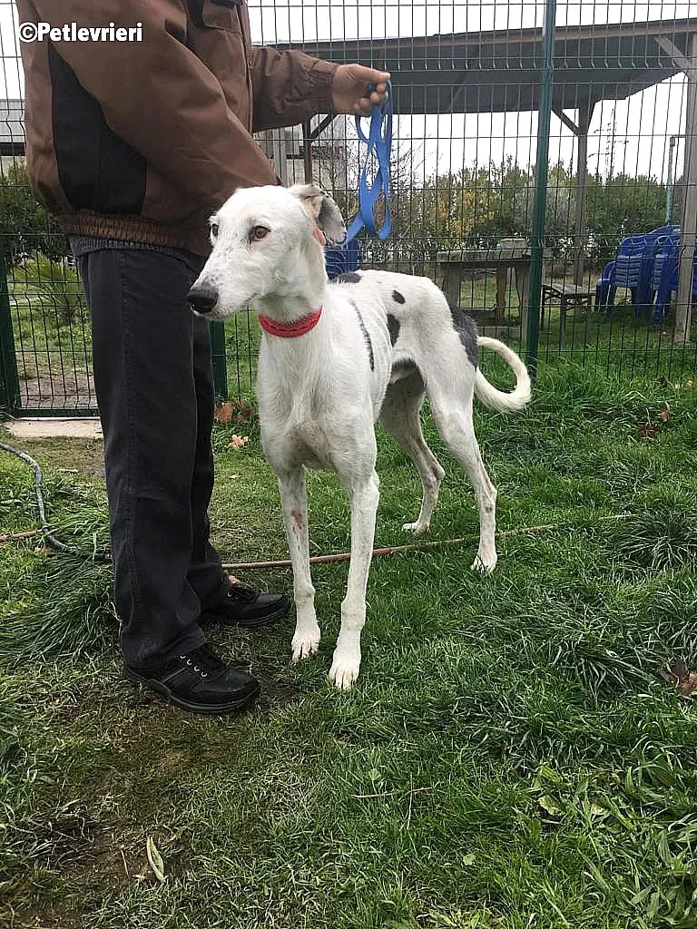 Chip 6466 adozione levrieri galgo 3