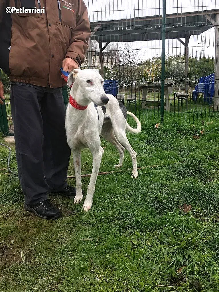 Chip 6466 adozione levrieri galgo 4
