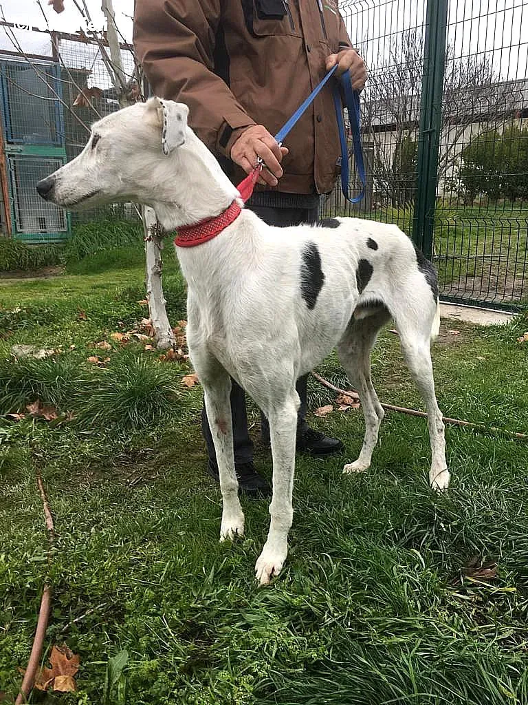 Chip 6466 adozione levrieri galgo 5