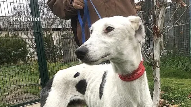 Chip 6466 adozione levrieri galgo 6 2