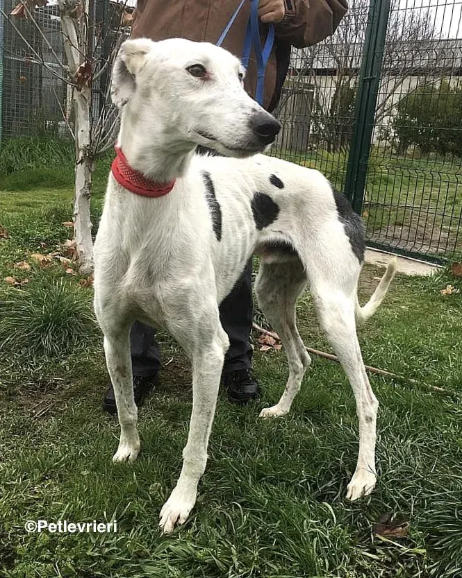 Chip 6466 adozione levrieri galgo 6