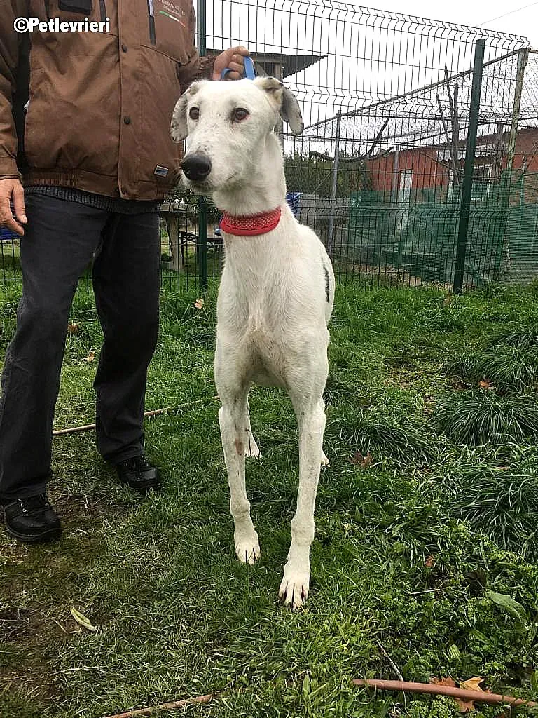 Chip 6466 adozione levrieri galgo 7