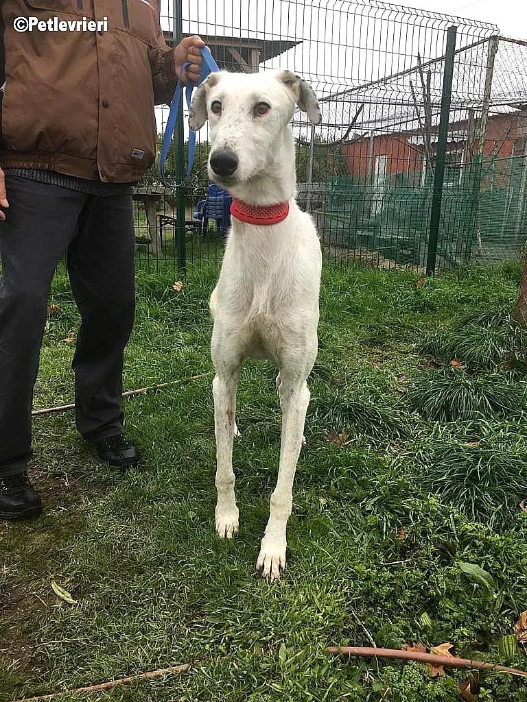 Chip 6466 adozione levrieri galgo 9