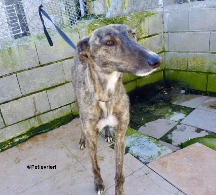 Chip 7341 adozione levrieri galgo 1 2