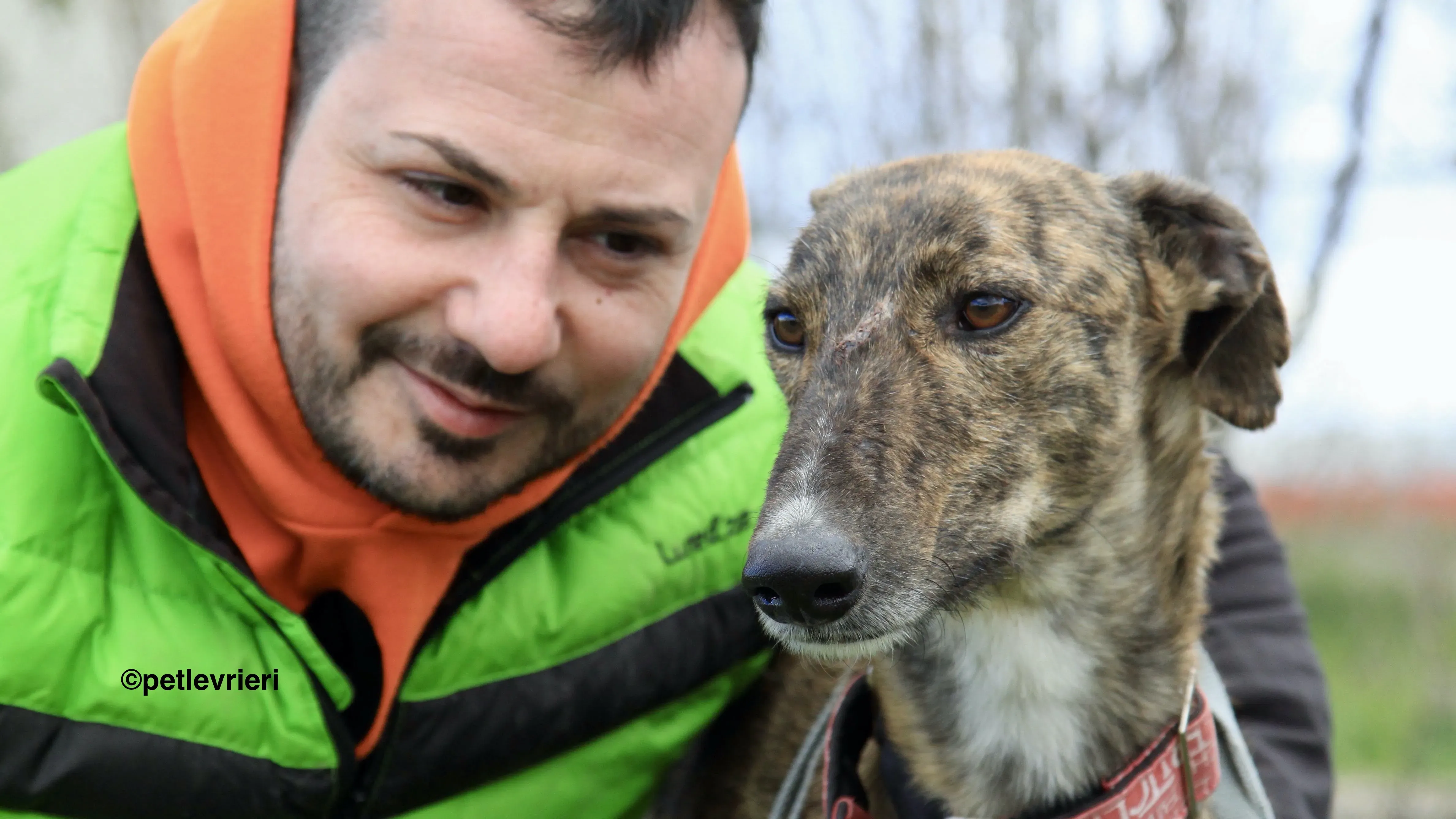 Chip 7341 adozione levrieri galgo 1