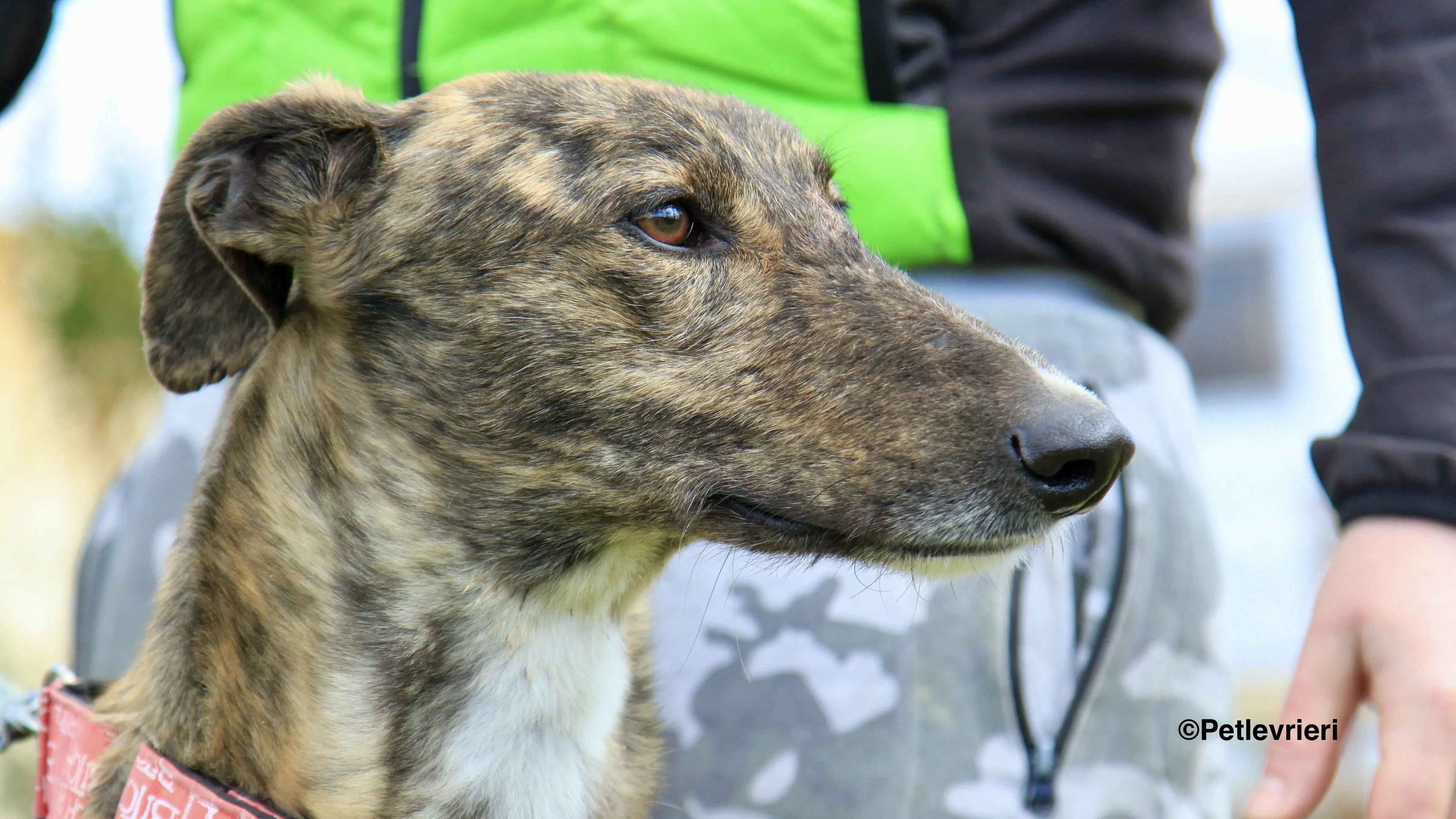 Chip 7341 adozione levrieri galgo 10