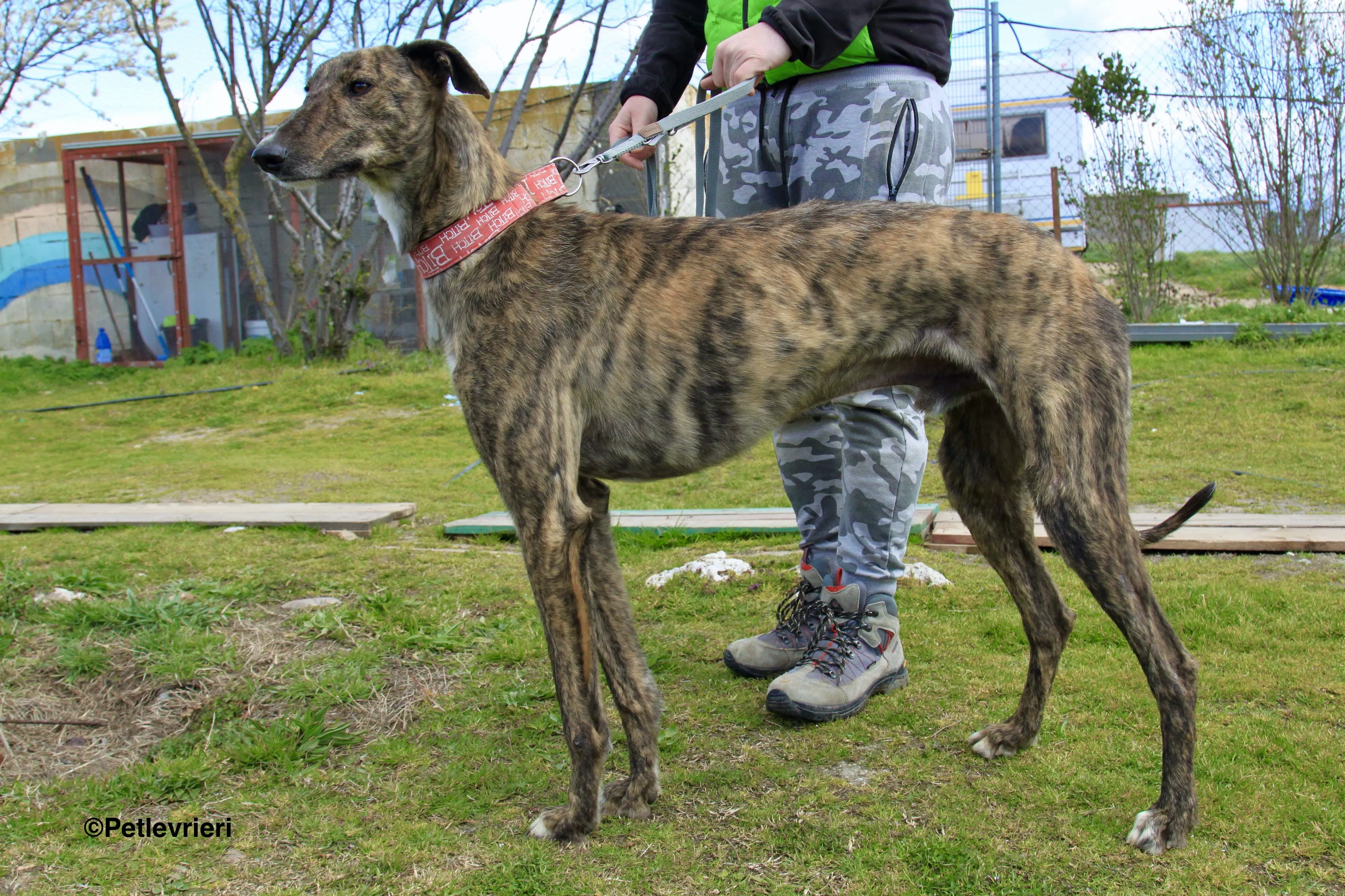 Chip 7341 adozione levrieri galgo 11