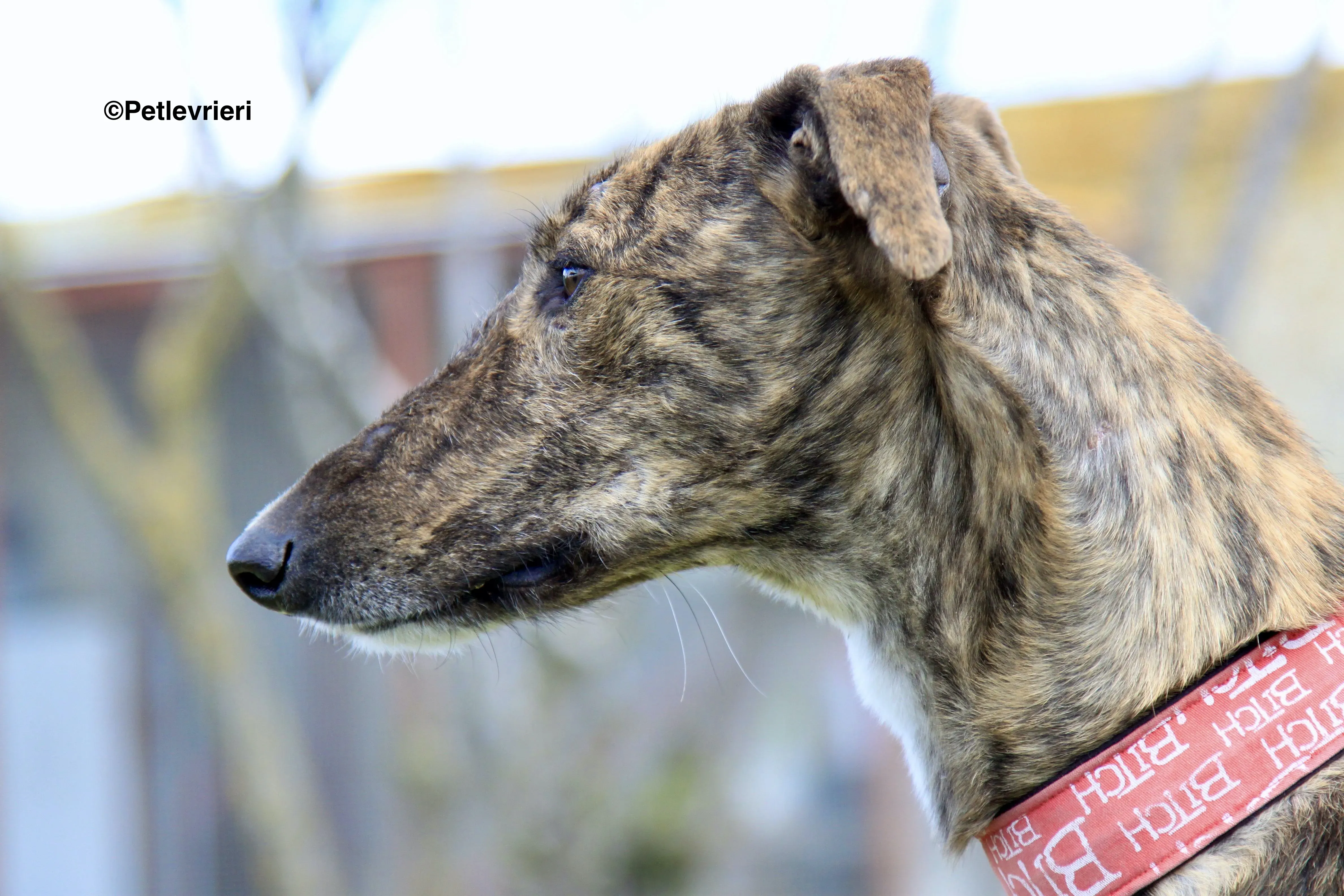 Chip 7341 adozione levrieri galgo 12