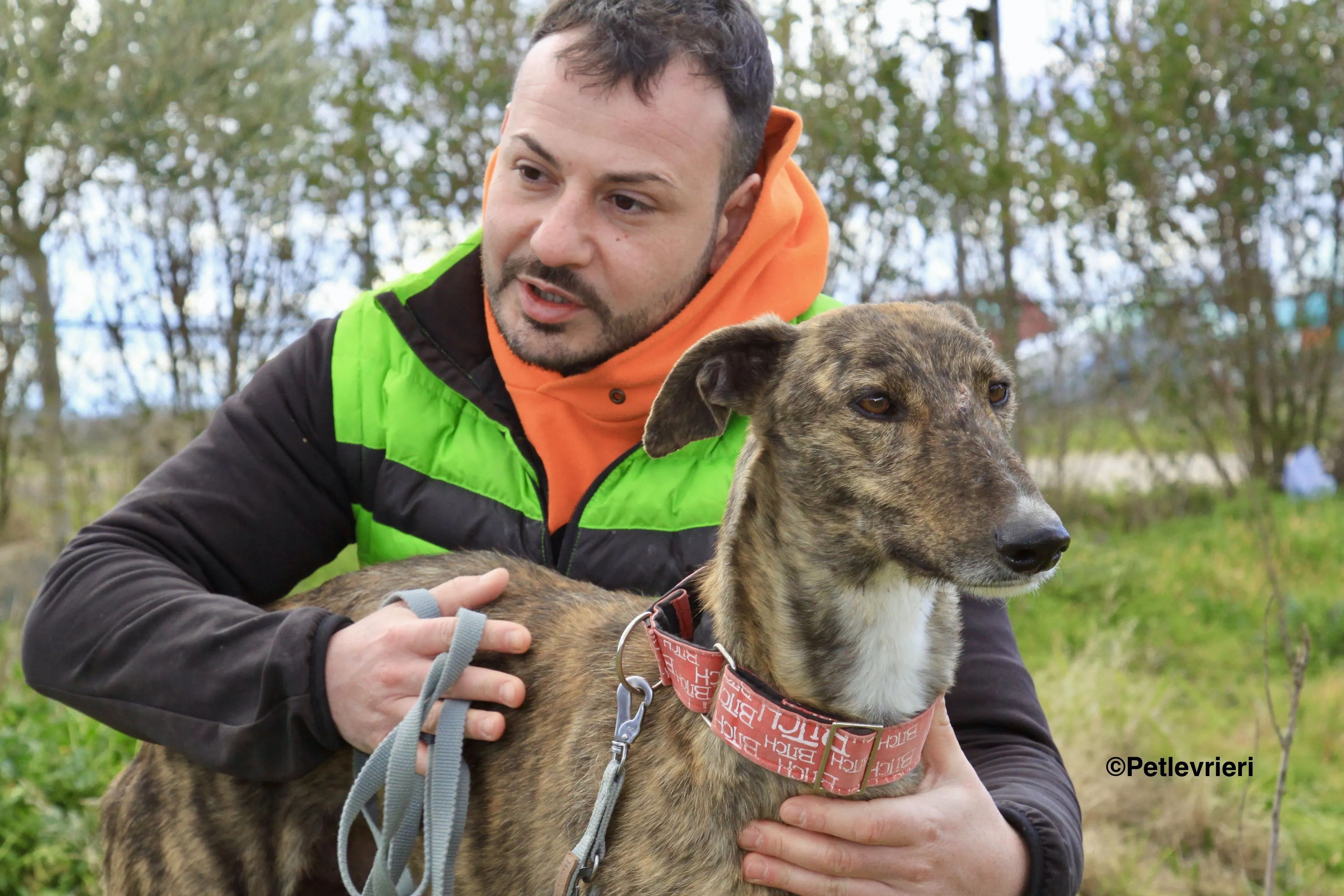 Chip 7341 adozione levrieri galgo 13