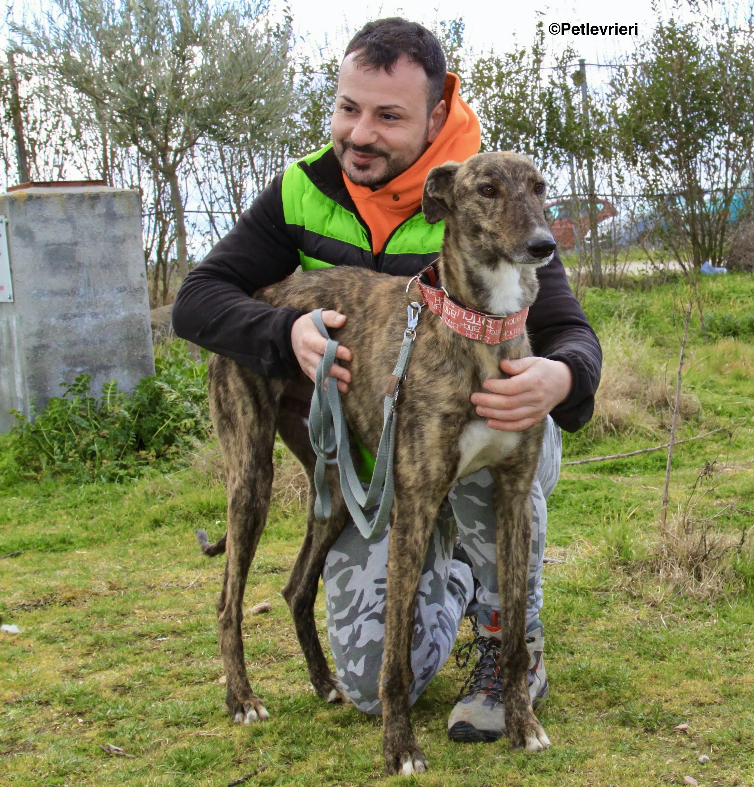 Chip 7341 adozione levrieri galgo 14