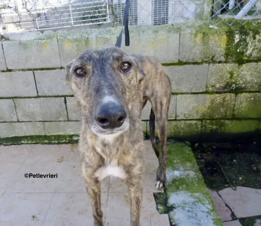 Chip 7341 adozione levrieri galgo 2 2