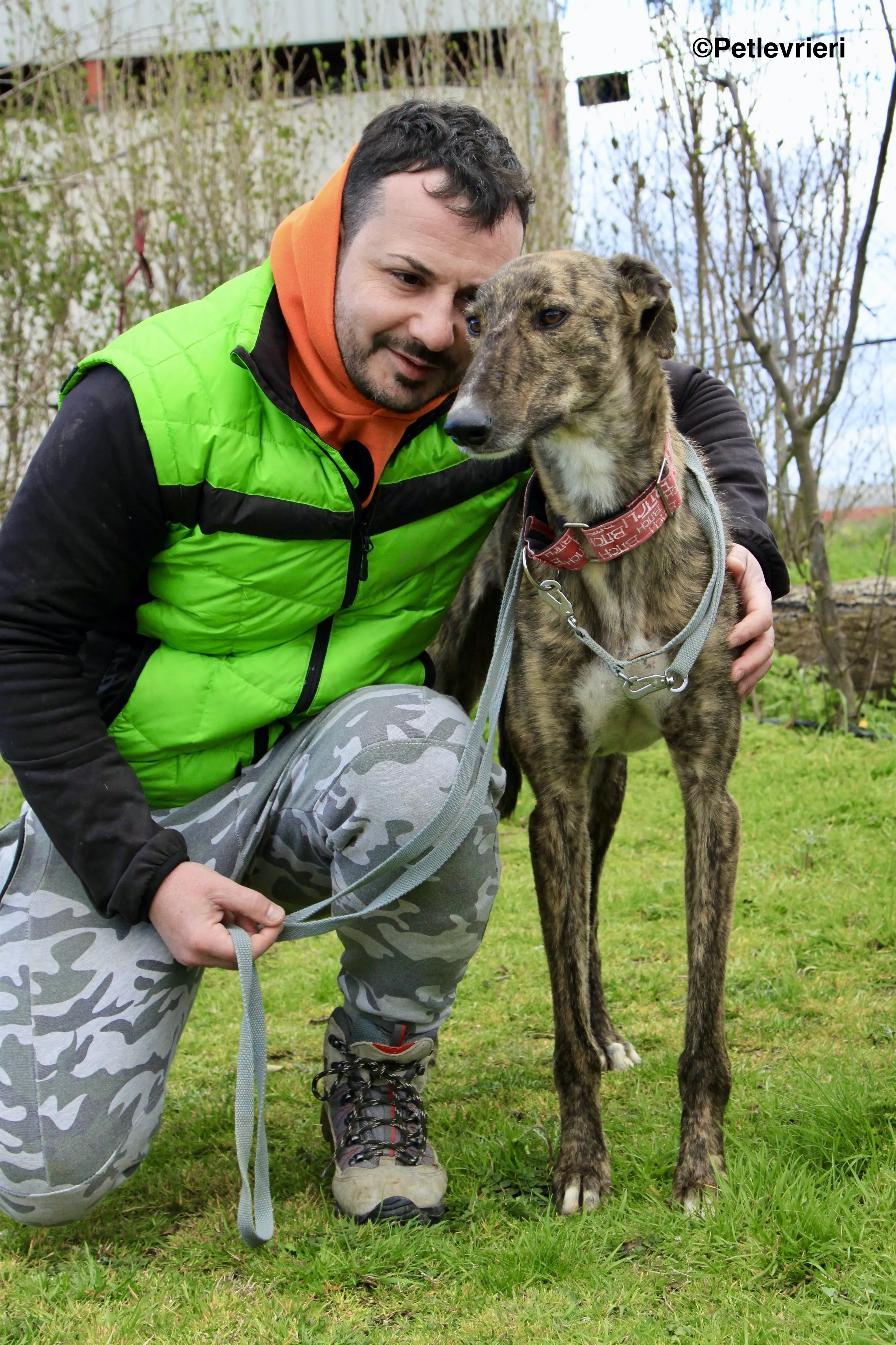 Chip 7341 adozione levrieri galgo 2