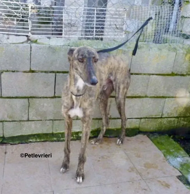 Chip 7341 adozione levrieri galgo 3 2