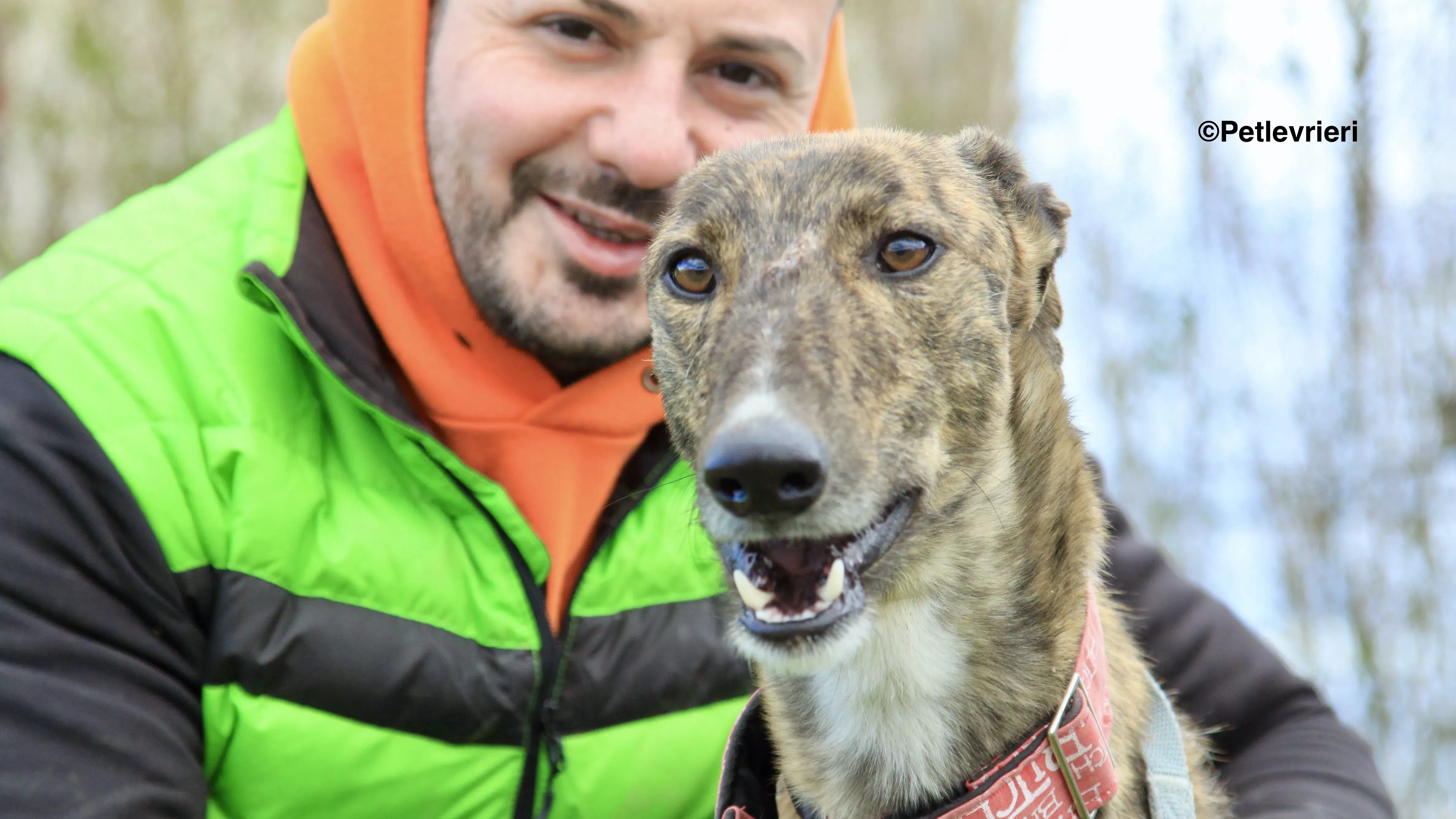 Chip 7341 adozione levrieri galgo 3