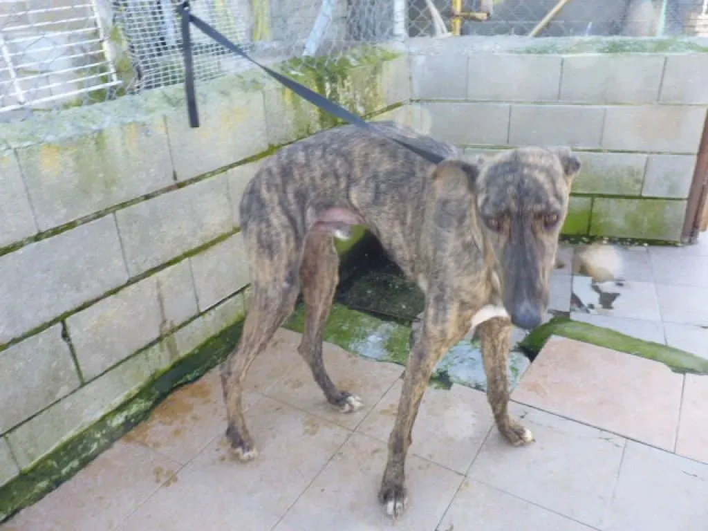 Chip 7341 adozione levrieri galgo 4 2