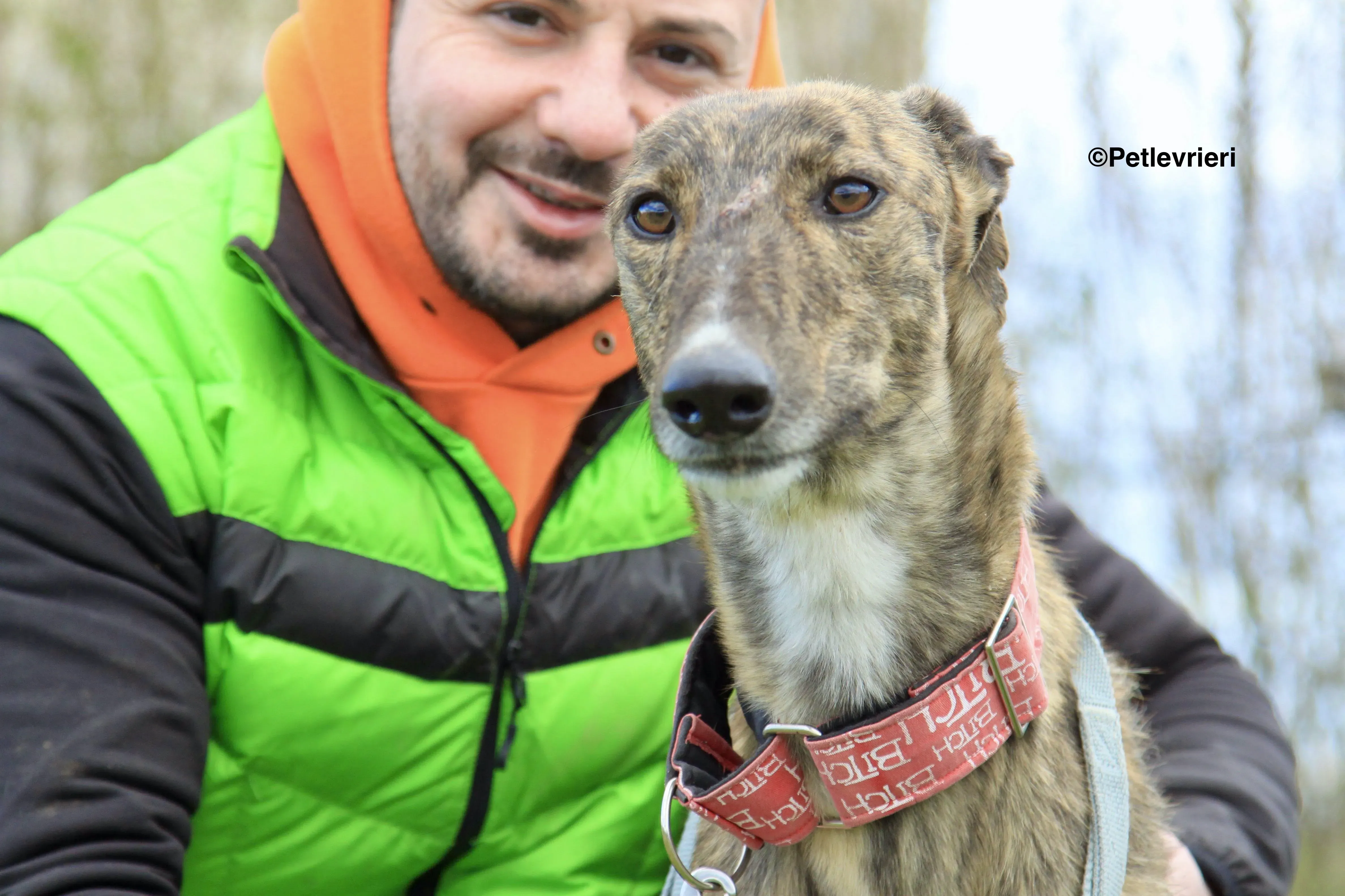 Chip 7341 adozione levrieri galgo 4