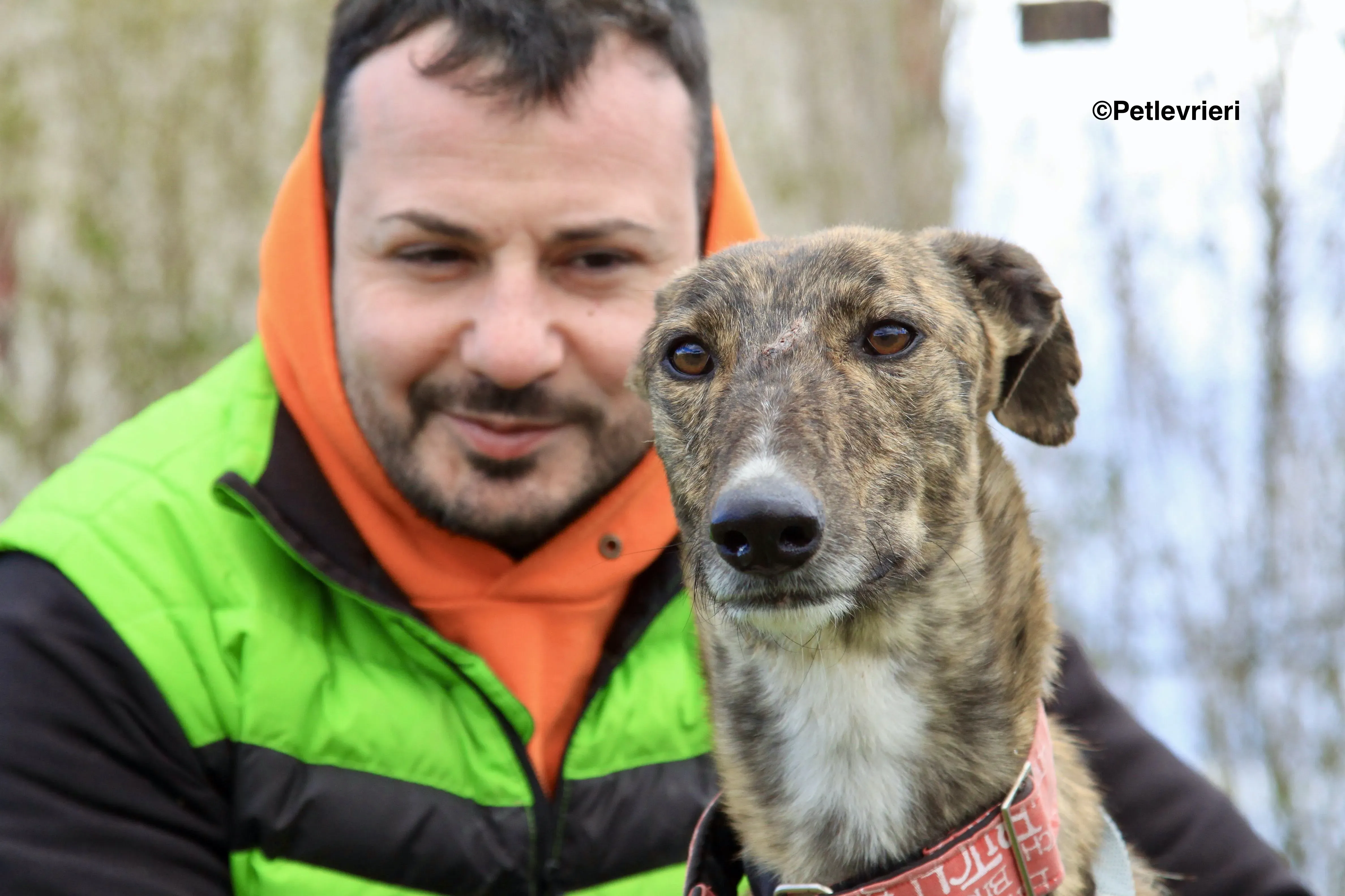 Chip 7341 adozione levrieri galgo 5