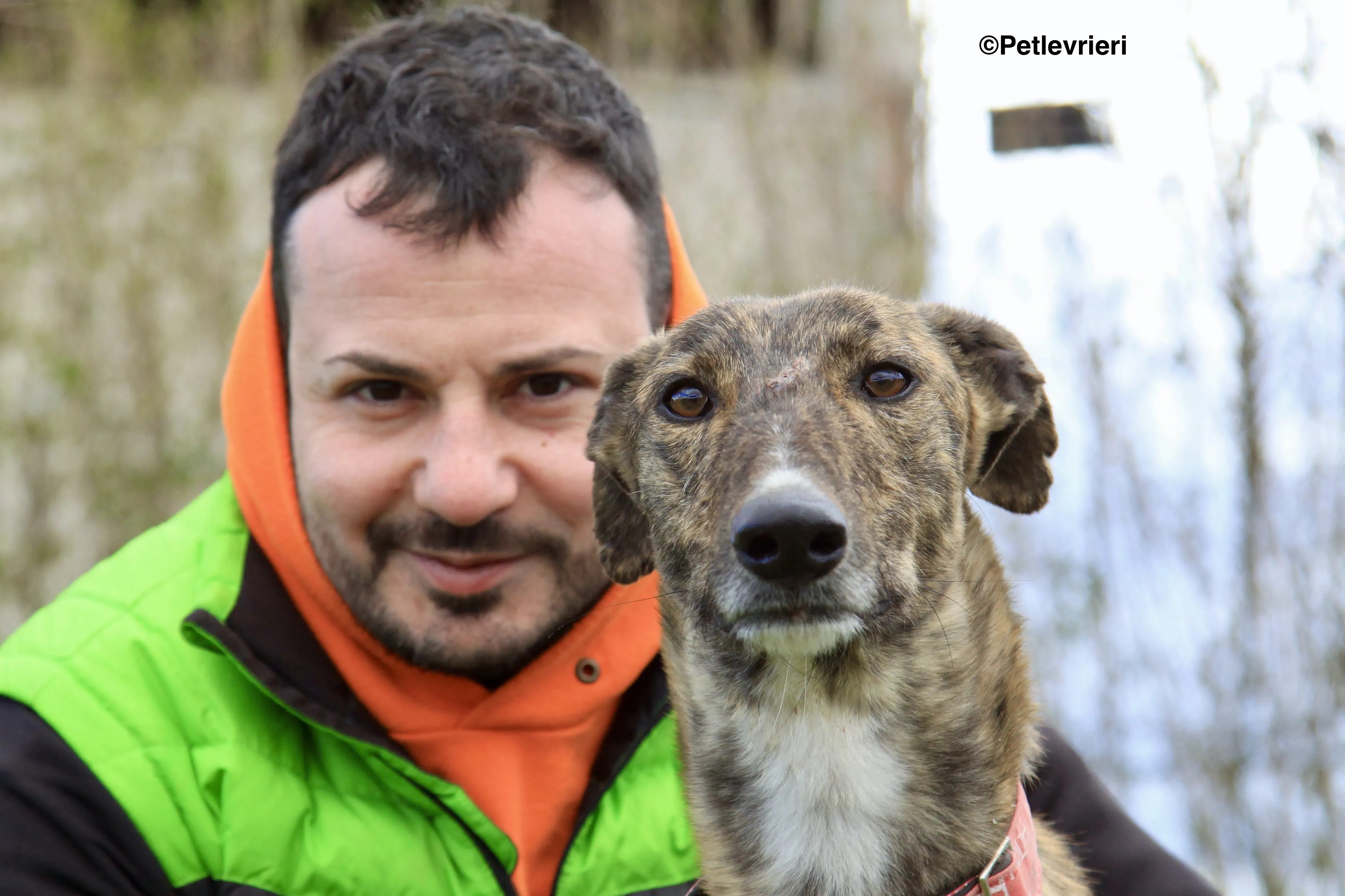 Chip 7341 adozione levrieri galgo 6