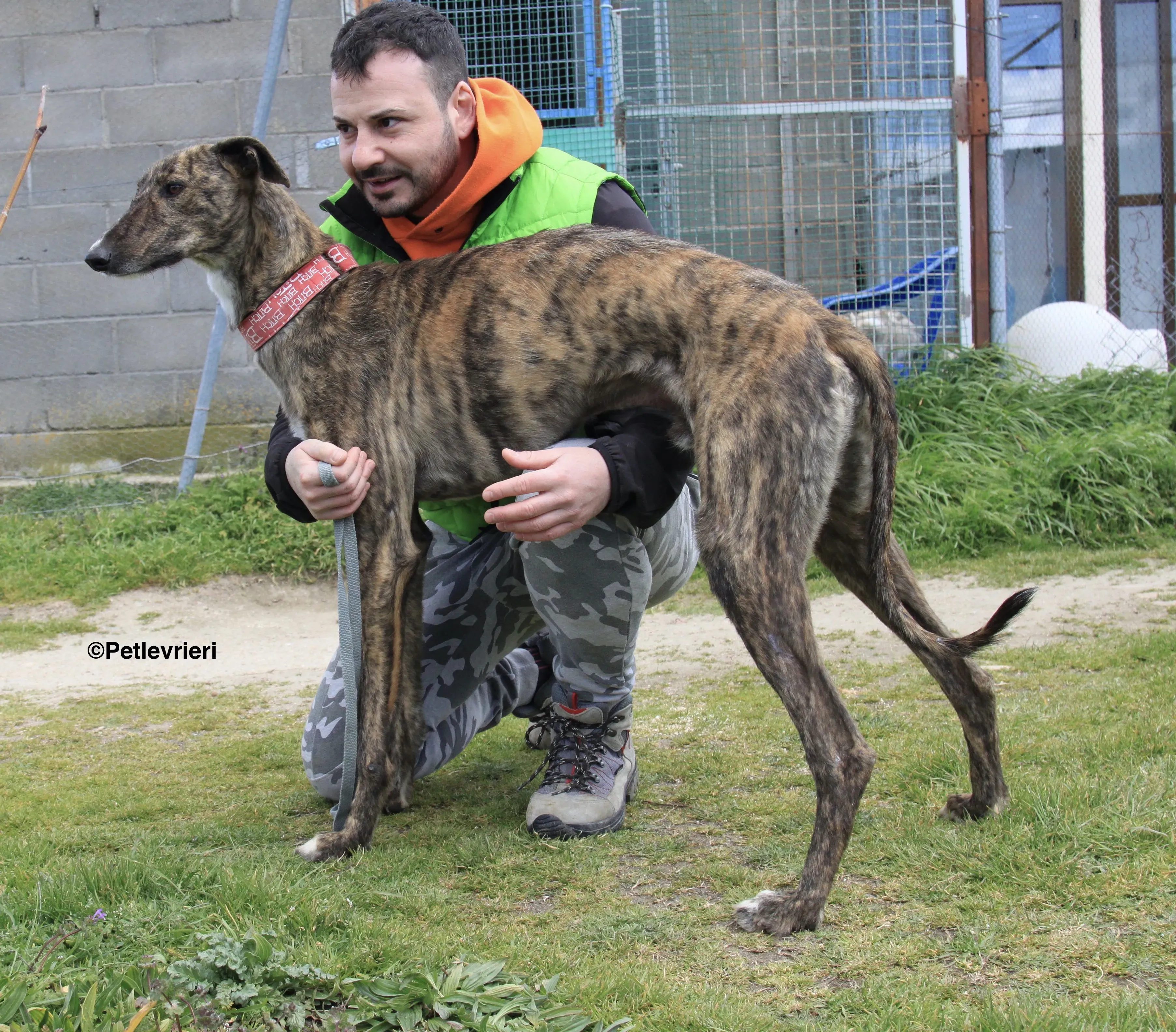 Chip 7341 adozione levrieri galgo 7