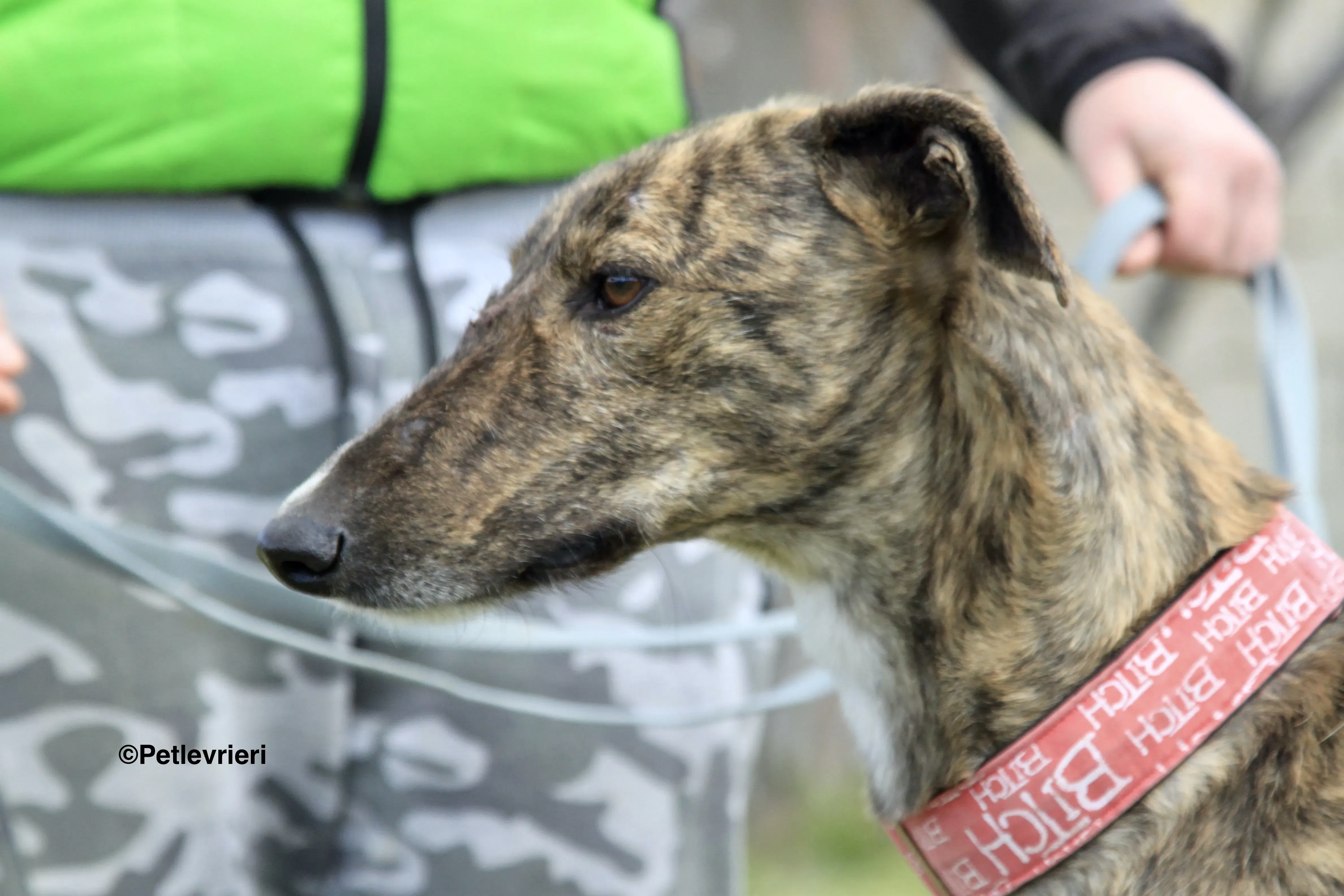 Chip 7341 adozione levrieri galgo 8