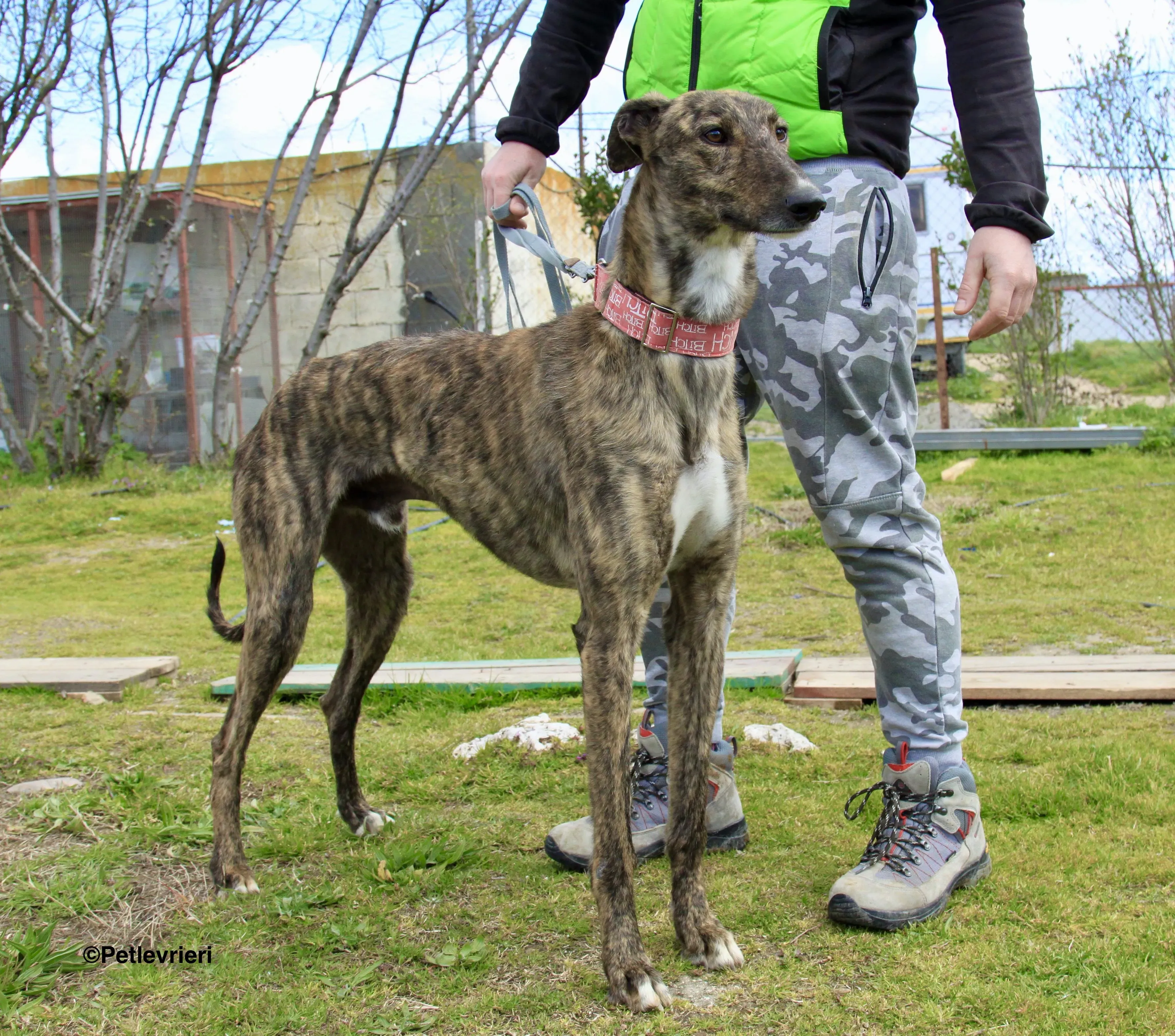 Chip 7341 adozione levrieri galgo 9