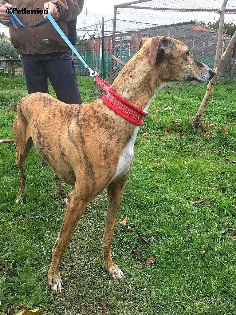 Chip 7824 adozione levrieri galgo 1