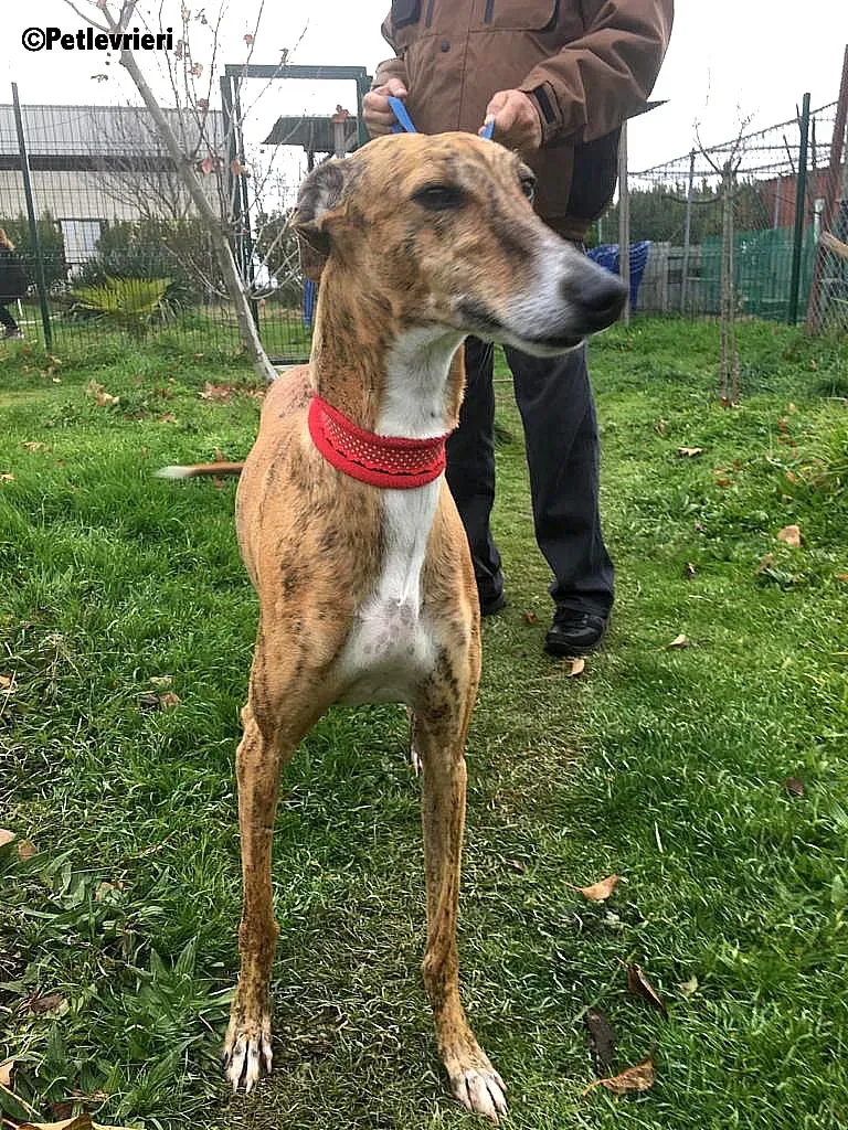 Chip 7824 adozione levrieri galgo 10