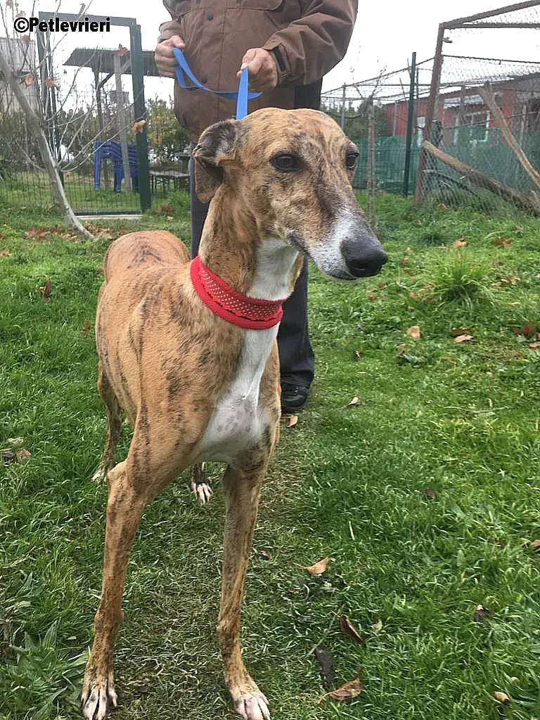 Chip 7824 adozione levrieri galgo 13