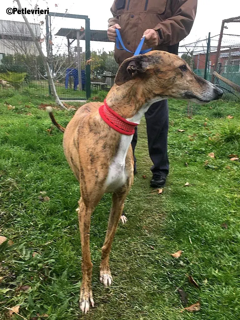 Chip 7824 adozione levrieri galgo 14