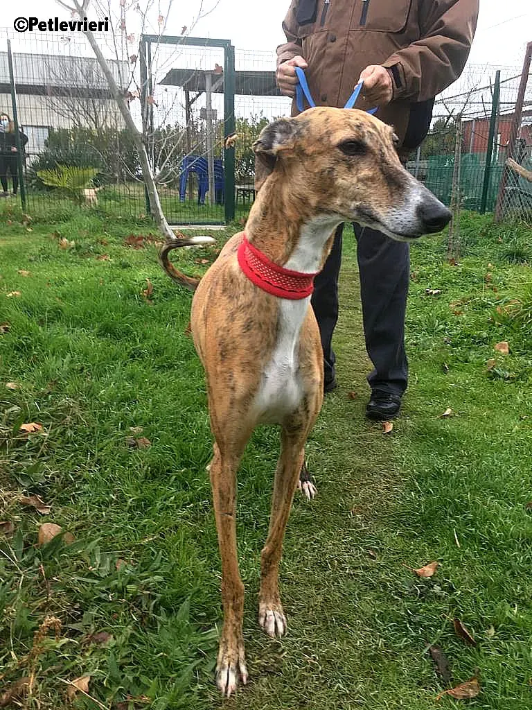 Chip 7824 adozione levrieri galgo 15