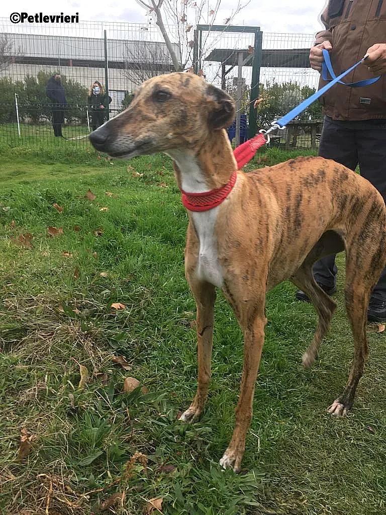 Chip 7824 adozione levrieri galgo 18