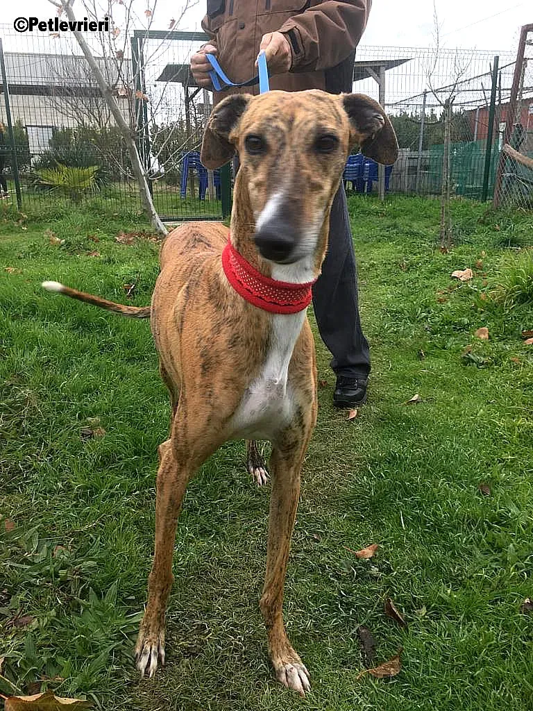 Chip 7824 adozione levrieri galgo 2