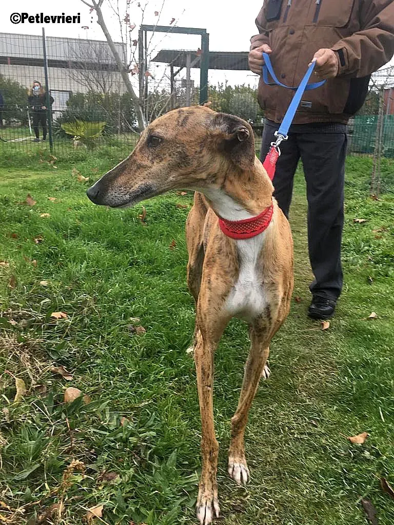 Chip 7824 adozione levrieri galgo 20