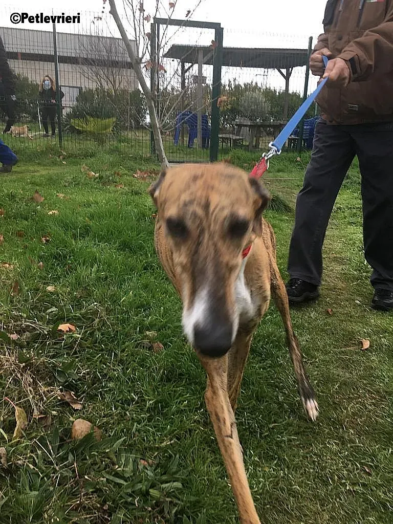 Chip 7824 adozione levrieri galgo 22