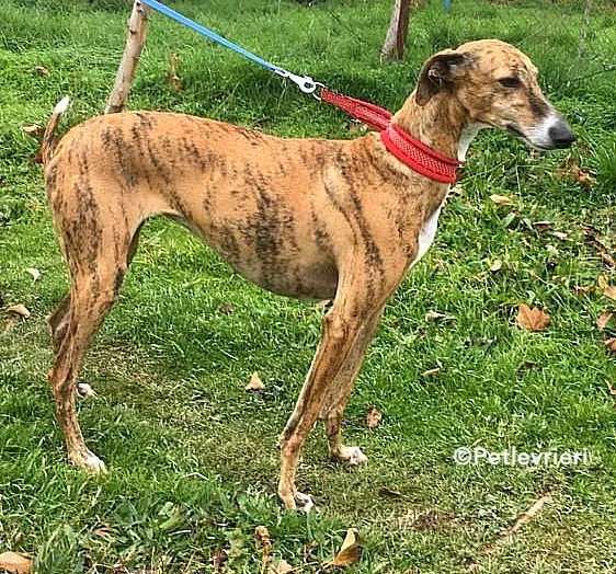 Chip 7824 adozione levrieri galgo 24