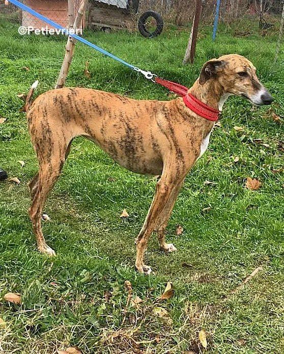 Chip 7824 adozione levrieri galgo 3