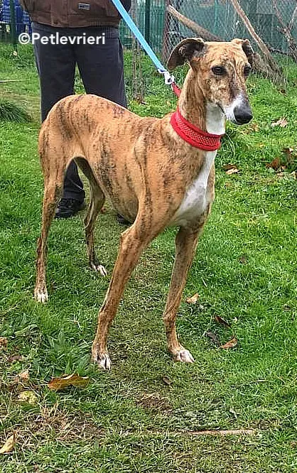 Chip 7824 adozione levrieri galgo 4