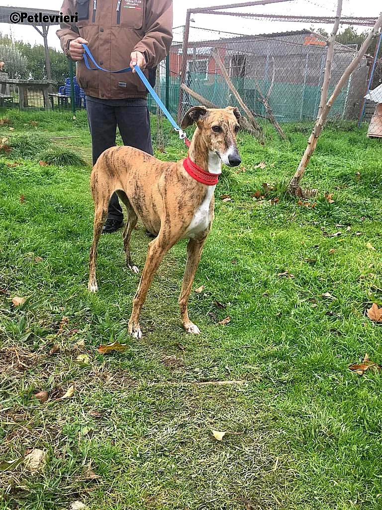 Chip 7824 adozione levrieri galgo 5