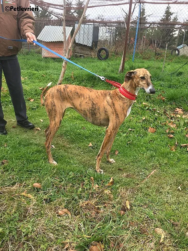 Chip 7824 adozione levrieri galgo 6