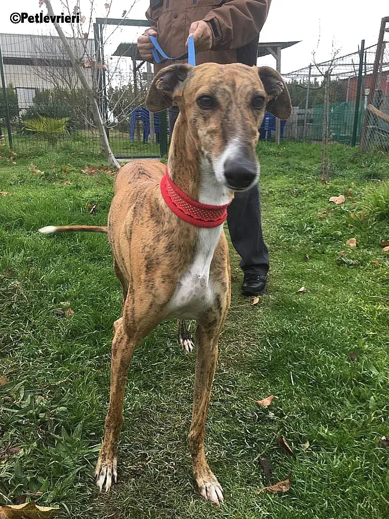 Chip 7824 adozione levrieri galgo 7