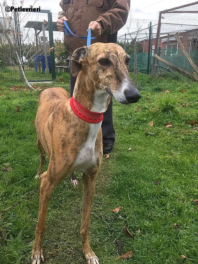 Chip 7824 adozione levrieri galgo 8