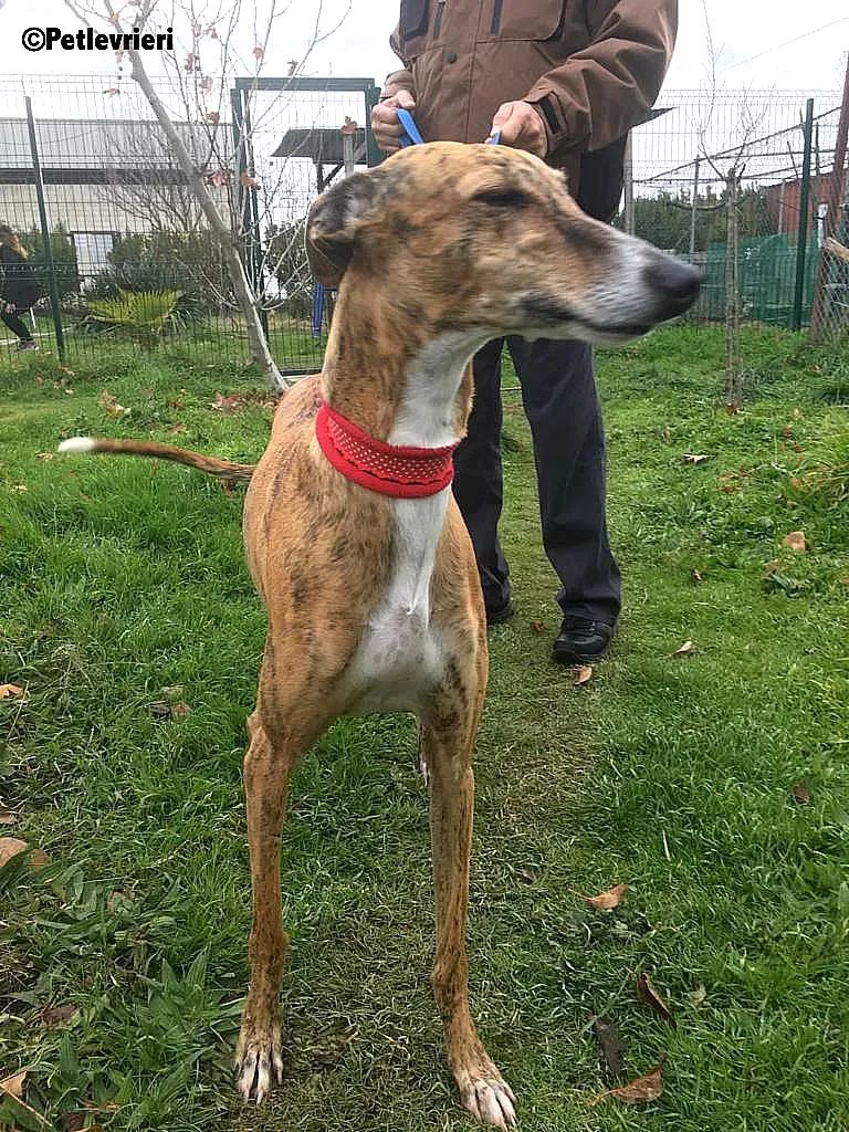 Chip 7824 adozione levrieri galgo 9