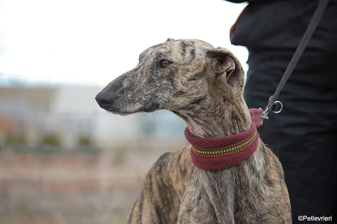 Chip 7875 adozione levrieri galgo 01