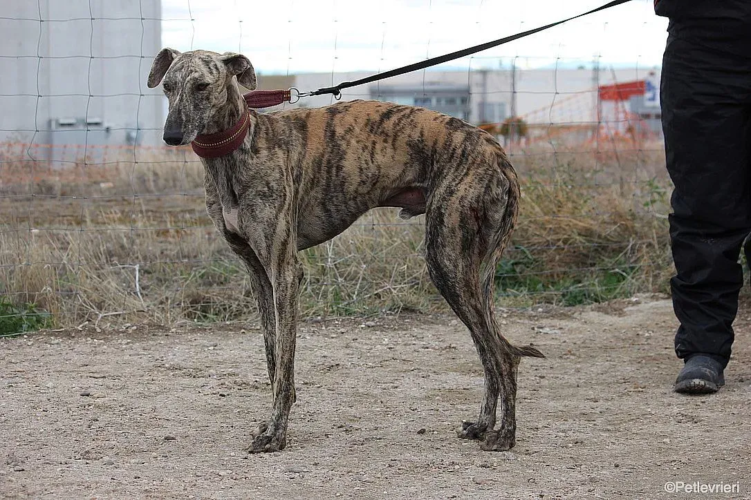 Chip 7875 adozione levrieri galgo 010